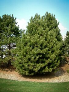 Сосна Чёрная (Pinus Nigra) купить по цене от 270.00р. в интернет-магазине «Посадика» с доставкой почтой в в  Башкортостане и по всей России – [изображение №1].