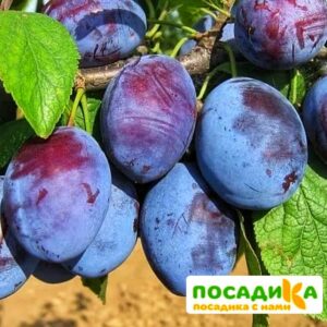 Слива Чачакская ранняя купить по цене от 229.00р. в интернет-магазине «Посадика» с доставкой почтой в в  Башкортостане и по всей России – [изображение №1].