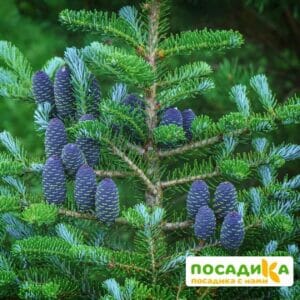 Пихта корейская (Abies koreana) купить по цене от 450.00р. в интернет-магазине «Посадика» с доставкой почтой в в  Башкортостане и по всей России – [изображение №1].