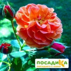 Роза Арабия купить по цене от 350.00р. в интернет-магазине «Посадика» с доставкой почтой в в  Башкортостане и по всей России – [изображение №1].