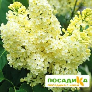 Сирень Примроуз (Primrose) купить по цене от 529.00р. в интернет-магазине «Посадика» с доставкой почтой в в  Башкортостане и по всей России – [изображение №1].