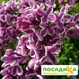 Сирень Сенсация купить по цене от 529.00р. в интернет-магазине «Посадика» с доставкой почтой в в  Башкортостане и по всей России – [изображение №1].