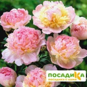 Пион Распберри Сандей (Paeonia Raspberry Sundae) купить по цене от 959р. в интернет-магазине «Посадика» с доставкой почтой в в  Башкортостане и по всей России – [изображение №1].