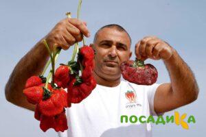 Клубника Гигант Джорнея купить по цене от 266р. в интернет-магазине «Посадика» с доставкой почтой в в  Башкортостане и по всей России – [изображение №1].