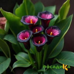 Калла Аура Лейс купить по цене от 400р. в интернет-магазине «Посадика» с доставкой почтой в в  Башкортостане и по всей России – [изображение №1].