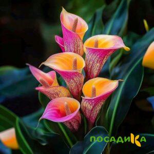 Калла Оникс купить по цене от 450р. в интернет-магазине «Посадика» с доставкой почтой в в  Башкортостане и по всей России – [изображение №1].
