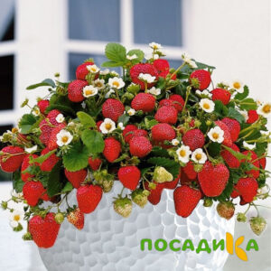 Клубника Рубиновый Шепот (горшечная) купить по цене от 240р. в интернет-магазине «Посадика» с доставкой почтой в в  Башкортостане и по всей России – [изображение №1].