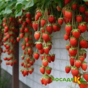 Клубника вьющаяся Комплимент купить по цене от 470р. в интернет-магазине «Посадика» с доставкой почтой в в  Башкортостане и по всей России – [изображение №1].