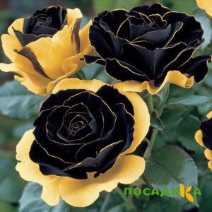 Роза Ханни Сикл купить по цене от 700р. в интернет-магазине «Посадика» с доставкой почтой в в  Башкортостане и по всей России – [изображение №1].