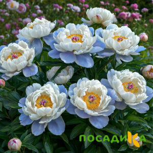 Пион акварельный Этюд купить по цене от 806р. в интернет-магазине «Посадика» с доставкой почтой в в  Башкортостане и по всей России – [изображение №1].