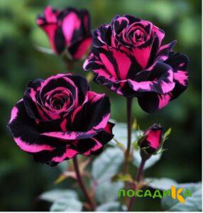 Роза Багровый Шепот купить по цене от 366р. в интернет-магазине «Посадика» с доставкой почтой в в  Башкортостане и по всей России – [изображение №1].