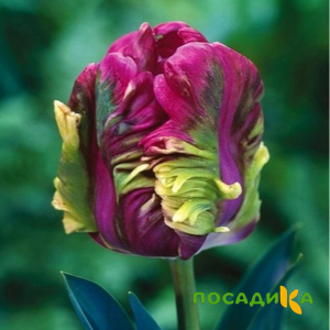 Тюльпан Экзотик Хэвен купить по цене от 186р. в интернет-магазине «Посадика» с доставкой почтой в в  Башкортостане и по всей России – [изображение №1].