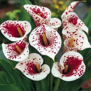 Калла Эмпайр купить по цене от 302р. в интернет-магазине «Посадика» с доставкой почтой в в  Башкортостане и по всей России – [изображение №1].