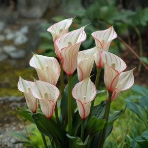 Калла Глейшер купить по цене от 299р. в интернет-магазине «Посадика» с доставкой почтой в в  Башкортостане и по всей России – [изображение №1].