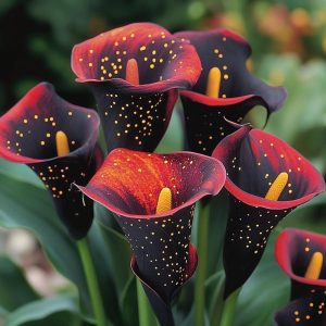 Калла Нуар купить по цене от 299р. в интернет-магазине «Посадика» с доставкой почтой в в  Башкортостане и по всей России – [изображение №1].