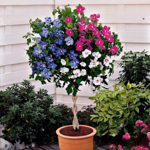 Гибискус-Дерево Триколор купить по цене от 289р. в интернет-магазине «Посадика» с доставкой почтой в в  Башкортостане и по всей России – [изображение №1].