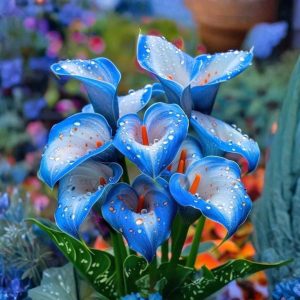 Калла Портрейт купить по цене от 292р. в интернет-магазине «Посадика» с доставкой почтой в в  Башкортостане и по всей России – [изображение №1].