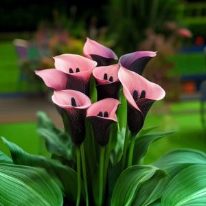 Калла Энигма купить по цене от 291р. в интернет-магазине «Посадика» с доставкой почтой в в  Башкортостане и по всей России – [изображение №1].