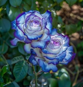 Роза Пэтолз Хоуп купить по цене от 333р. в интернет-магазине «Посадика» с доставкой почтой в в  Башкортостане и по всей России – [изображение №1].