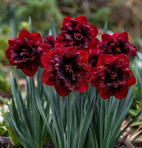 Нарцисс Сапфировый Бриз купить по цене от 3000р. в интернет-магазине «Посадика» с доставкой почтой в в  Башкортостане и по всей России – [изображение №1].