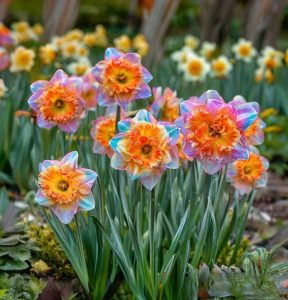 Нарцисс Айвери Дон купить по цене от 3000р. в интернет-магазине «Посадика» с доставкой почтой в в  Башкортостане и по всей России – [изображение №1].