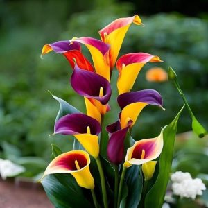 Калла Кристалл купить по цене от 450р. в интернет-магазине «Посадика» с доставкой почтой в в  Башкортостане и по всей России – [изображение №1].