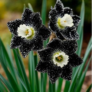 Нарцисс Кассата купить по цене от 372р. в интернет-магазине «Посадика» с доставкой почтой в в  Башкортостане и по всей России – [изображение №1].