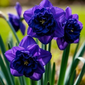 Нарцисс Арт Нуво купить по цене от 378р. в интернет-магазине «Посадика» с доставкой почтой в в  Башкортостане и по всей России – [изображение №1].