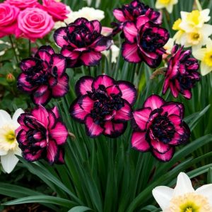 Нарцисс Золотая Корона купить по цене от 2000р. в интернет-магазине «Посадика» с доставкой почтой в в  Башкортостане и по всей России – [изображение №1].