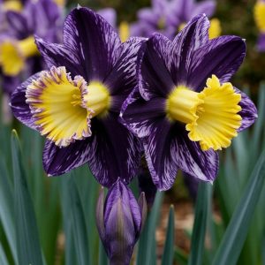 Нарцисс Акропоис купить по цене от 382р. в интернет-магазине «Посадика» с доставкой почтой в в  Башкортостане и по всей России – [изображение №1].