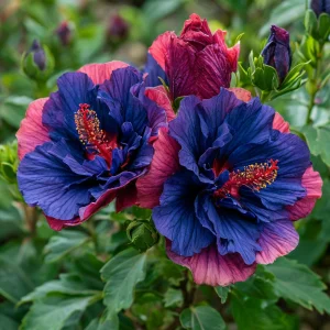 Гибискус Роуз Шайн купить по цене от 360р. в интернет-магазине «Посадика» с доставкой почтой в в  Башкортостане и по всей России – [изображение №1].