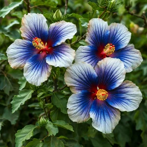 Гибискус Илюжн Вилью купить по цене от 259р. в интернет-магазине «Посадика» с доставкой почтой в в  Башкортостане и по всей России – [изображение №1].