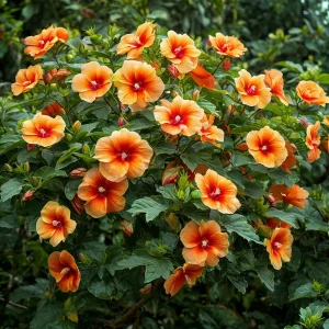 Гибискус Кристал Рэй купить по цене от 458р. в интернет-магазине «Посадика» с доставкой почтой в в  Башкортостане и по всей России – [изображение №1].