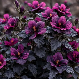 Гибискус Корал Чарм купить по цене от 271р. в интернет-магазине «Посадика» с доставкой почтой в в  Башкортостане и по всей России – [изображение №1].