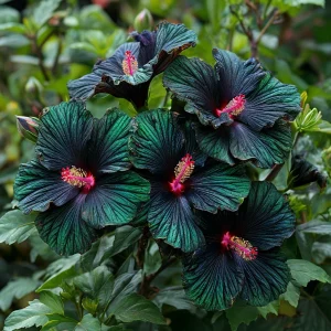 Гибискус Пикок Плюм купить по цене от 490р. в интернет-магазине «Посадика» с доставкой почтой в в  Башкортостане и по всей России – [изображение №1].