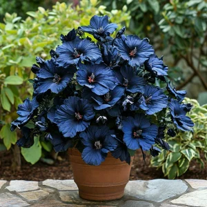 Гибискус Селестиал Флейм купить по цене от 326р. в интернет-магазине «Посадика» с доставкой почтой в в  Башкортостане и по всей России – [изображение №1].