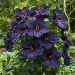 Гибискус Мэджик Момент купить по цене от 699р. в интернет-магазине «Посадика» с доставкой почтой в в  Башкортостане и по всей России – [изображение №1].