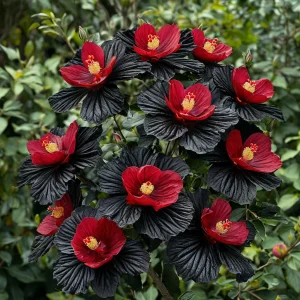 Гибискус Ройял Афеа купить по цене от 460р. в интернет-магазине «Посадика» с доставкой почтой в в  Башкортостане и по всей России – [изображение №1].