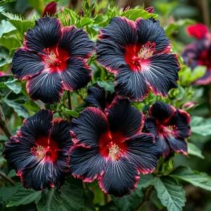 Гибискус садовый Файер Дэнсер купить по цене от 450р. в интернет-магазине «Посадика» с доставкой почтой в в  Башкортостане и по всей России – [изображение №1].