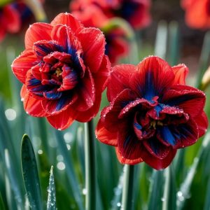 Нарцисс Эрличе купить по цене от 386р. в интернет-магазине «Посадика» с доставкой почтой в в  Башкортостане и по всей России – [изображение №1].