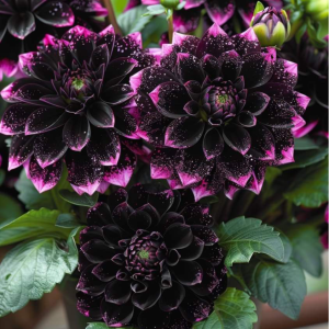 Георгин Лаванда Лейс купить по цене от 679р. в интернет-магазине «Посадика» с доставкой почтой в в  Башкортостане и по всей России – [изображение №1].