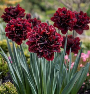 Нарцисс Малиновая Вуаль купить по цене от 3000р. в интернет-магазине «Посадика» с доставкой почтой в в  Башкортостане и по всей России – [изображение №1].