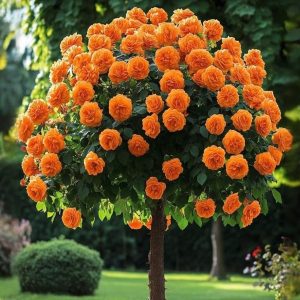 Роза Солнечный Шарм купить по цене от 349р. в интернет-магазине «Посадика» с доставкой почтой в в  Башкортостане и по всей России – [изображение №1].