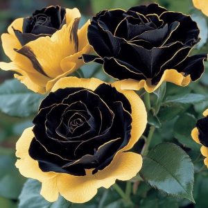 Роза Ханни Сикл купить по цене от 700р. в интернет-магазине «Посадика» с доставкой почтой в в  Башкортостане и по всей России – [изображение №1].