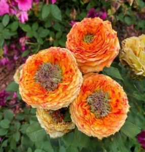 Роза Золотой Мираж купить по цене от 420р. в интернет-магазине «Посадика» с доставкой почтой в в  Башкортостане и по всей России – [изображение №1].